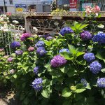 都電荒川線（東京さくらトラム）の町屋駅前電停付近ではバラと紫陽花のコラボレーションが見られます！ 