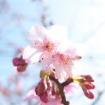荒川区役所前にある荒川公園で桜の花が咲いています！ 