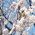 荒川区役所前にある荒川公園で「梅にメジロ」を撮影してみた #地域ブログ #荒川区のはなし #荒川区