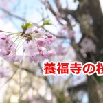 荒川区西日暮里にある養福寺の桜 