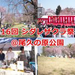 2019年4月6日（土）に尾久の原公園で開催された第16回 シダレザクラ祭りを写真と動画でレポートします  #桜 #尾久の原公園 #シダレザクラ