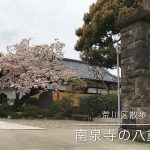 【荒川区の動画】西日暮里にある南泉寺の八重桜  #荒川区の動画 #桜