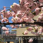 【荒川区の動画】荒川五丁目東児童遊園（宮地こいのぼり公園）の八重桜が満開です！  #荒川区の動画 #桜
