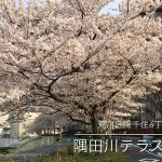 【荒川区の動画】南千住6丁目の隅田川テラスの桜 