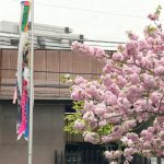 荒川五丁目東児童遊園（宮地こいのぼり公園）に鯉のぼりが出現しました！ #地域ブログ #荒川区のはなし #荒川区