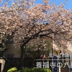 【荒川区の動画】西日暮里にある養福寺の八重桜が圧巻の迫力で満開になっています  #荒川区の動画 #桜