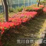 【荒川区の動画】荒川自然公園のつつじの花が咲き始めています！  #荒川区の動画