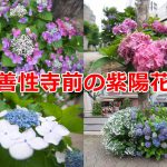 日暮里駅近くにある善性寺前の歩道で紫陽花が見頃 