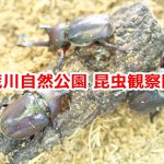 荒川自然公園内にある昆虫観察園ではカブトムシが見られる！ #地域ブログ #荒川区のはなし #荒川区