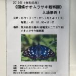 令和元年（2019年）6月1日（土）から7月14日（日）までの毎週土・日に荒川自然公園内のオオムラサキ観察園がオープン 