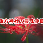 荒川区西日暮里にある諏方神社の曼珠沙華を見に行こう！ 