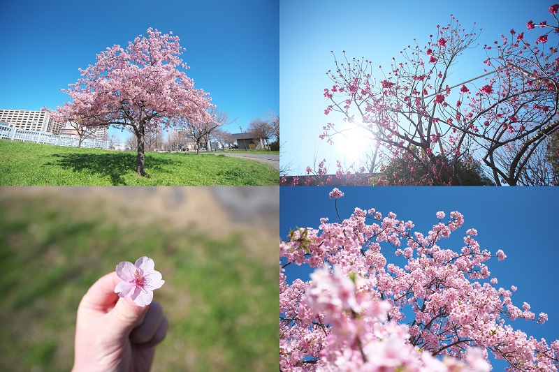 南千住の汐入公園へ春の景色を探しに行こう 荒川区のはなし