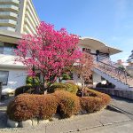 東尾久の満光寺で梅が満開(2020年2月5日撮影) 