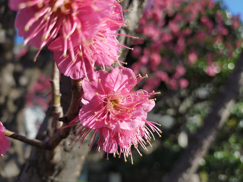東尾久の満光寺で梅が満開(2020年2月5日撮影) 