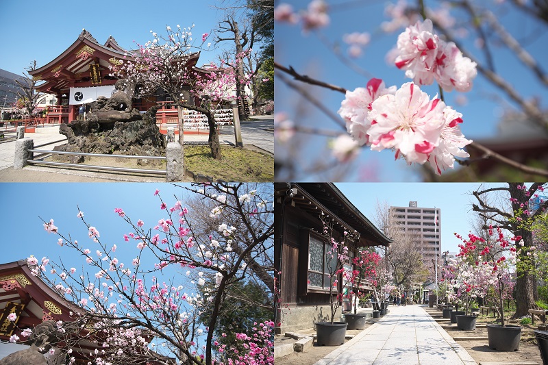 東京都荒川区南千住にある素盞雄神社(すさのおじんじゃ)では桃の花が見頃に