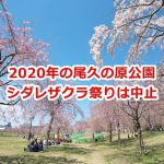 2020年4月に開催予定だった尾久の原公園のシダレザクラ祭りは新型コロナウイルス感染症拡大防止の観点から中止 