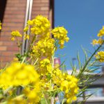 西日暮里駅前で春の訪れを感じさせる菜の花が咲く 