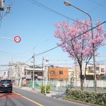 東京さくらトラム(都電荒川線)の荒川七丁目停留場の近くにある桜が見頃を迎えました(2020年版)