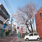 はっぴーもーる熊野前商店街の入り口にある荒川年金事務所の桜