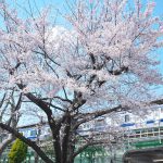 常磐線三河島駅脇にある桜が見頃を迎えています