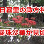 西日暮里の諏方神社で曼珠沙華が咲きました！赤い妖しげな美しい花を御覧ください