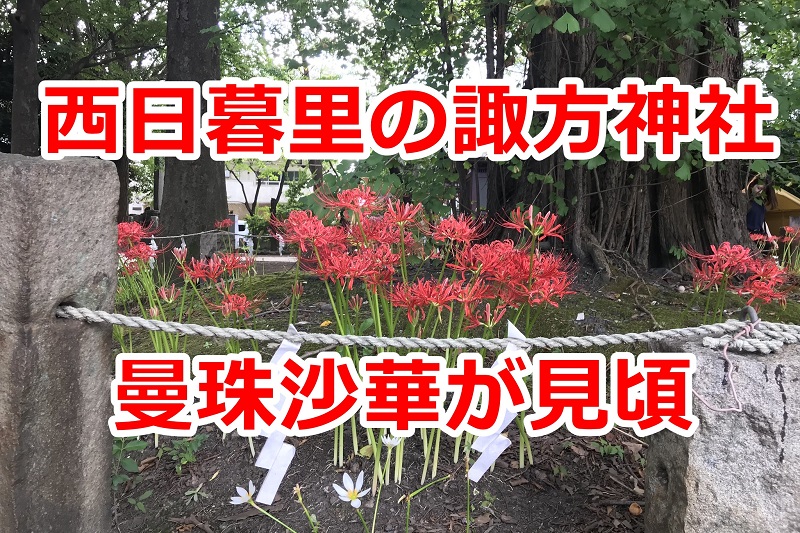 西日暮里の諏方神社で曼珠沙華が咲きました！赤い妖しげな美しい花を御覧ください