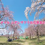 2021年の尾久の原公園のシダレザクラはオンラインで楽しもう！「バーチャル シダレザクラお花見会2021」が開催