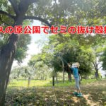 2021年の夏は荒川区内で楽しもう！尾久の原公園でセミの抜け殻探しをしてみた