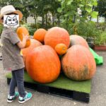 尾久の原公園に茨城県からやって来た超巨大なカボチャが展示中！