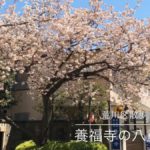 西日暮里にある養福寺の八重桜が伐採されていました