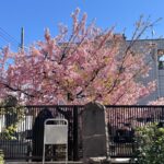 西尾久にある寳蔵院 地蔵山墓地内の桜がみごとに咲いている！